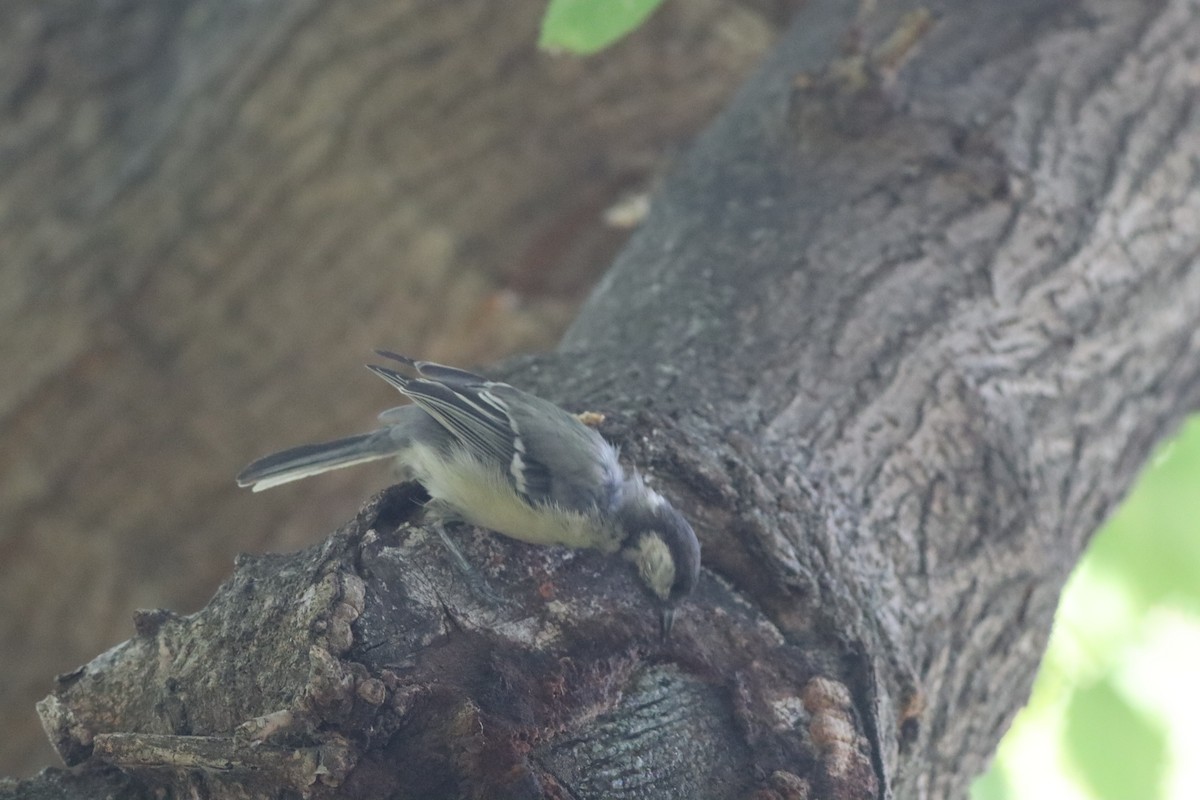 Great Tit - ML641239846
