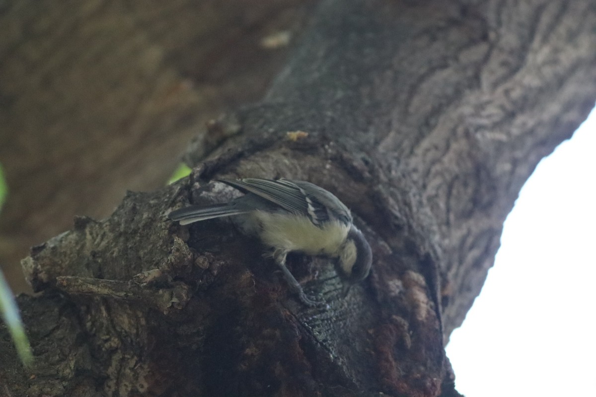 Great Tit - ML641239847