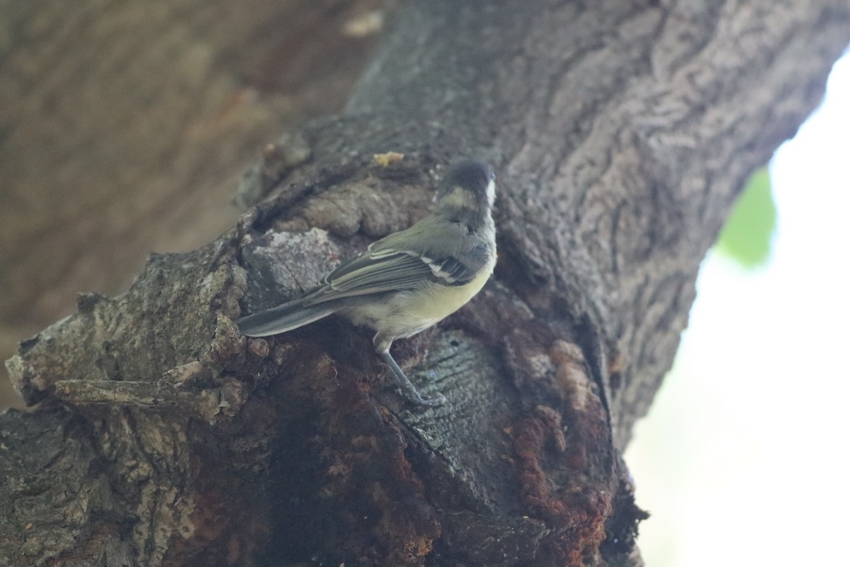 Great Tit - ML641239848