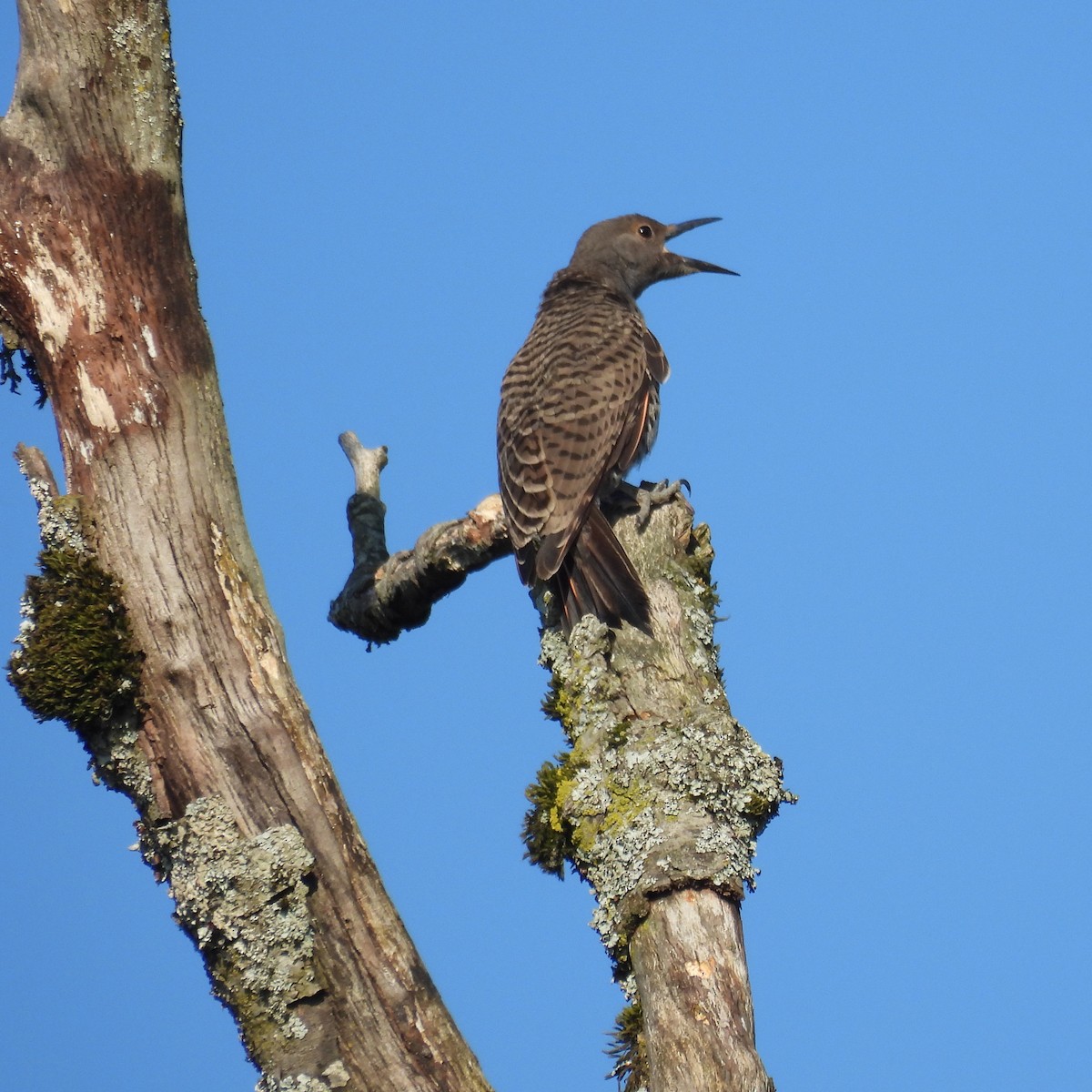 Northern Flicker - ML641239860