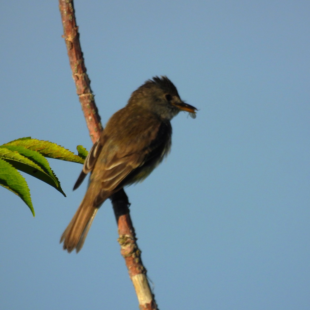 Willow Flycatcher - ML641239864
