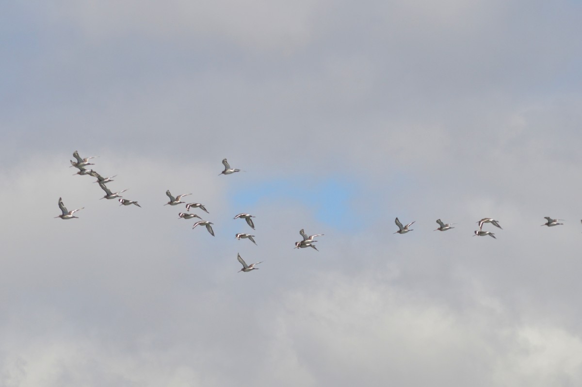 Black-tailed Godwit - ML641239865