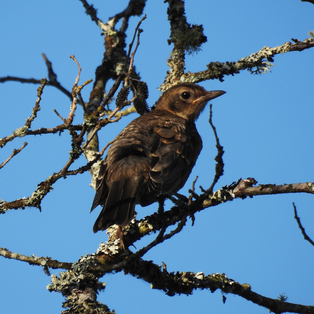 American Robin - ML641239866