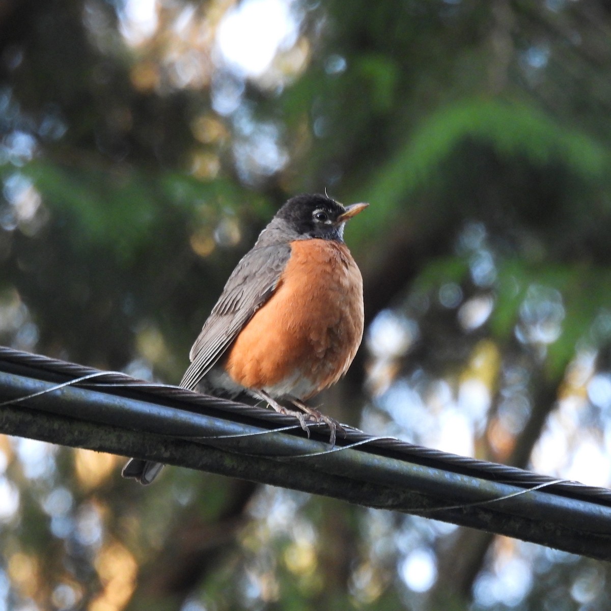 American Robin - ML641239867