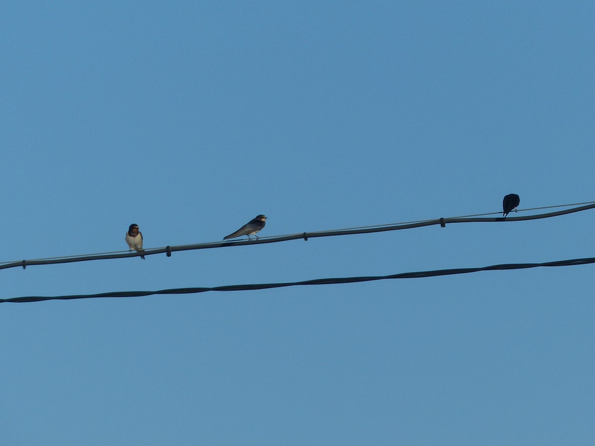 Barn Swallow - ML641239868