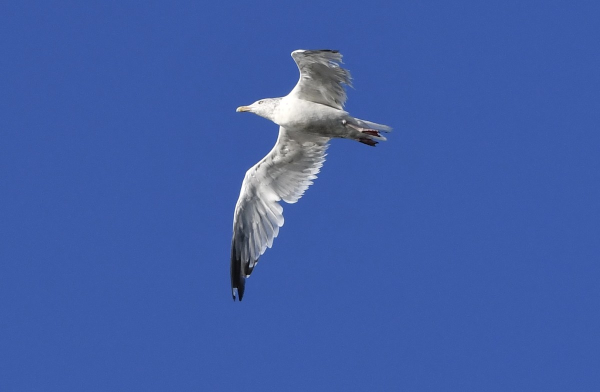 American Herring Gull - ML641239869