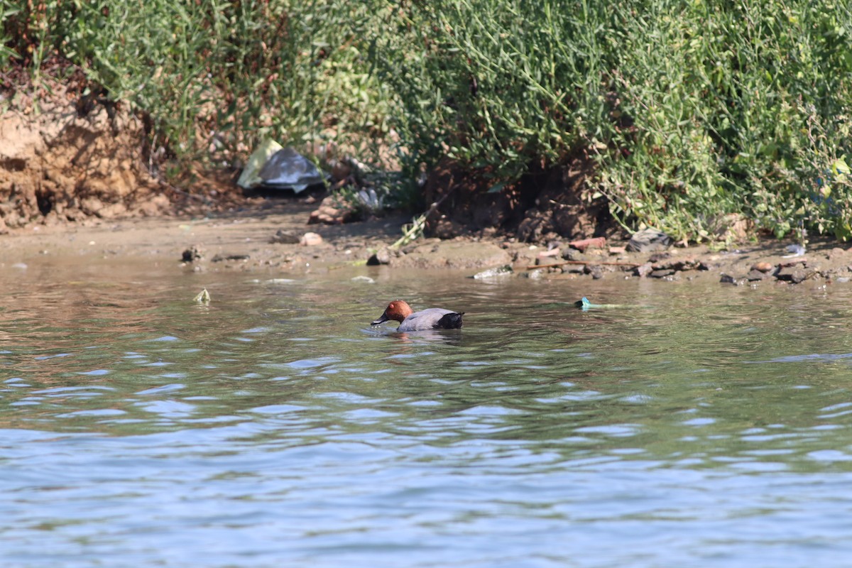 Common Pochard - ML641239870