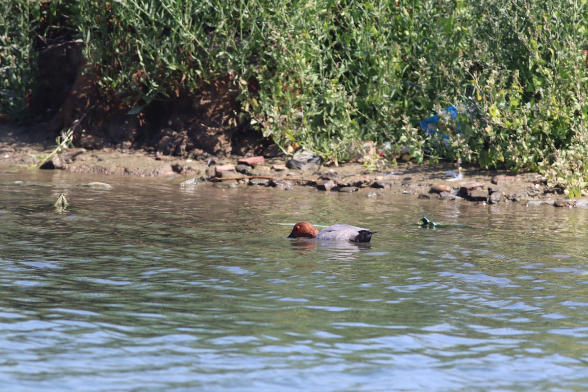Common Pochard - ML641239871