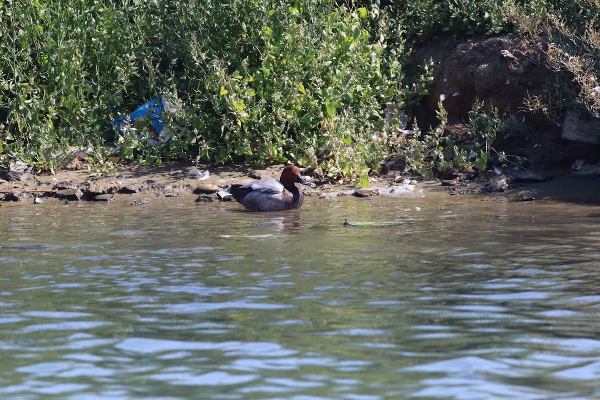 Common Pochard - ML641239878