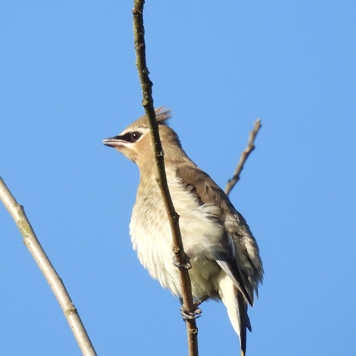 Cedar Waxwing - ML641239879