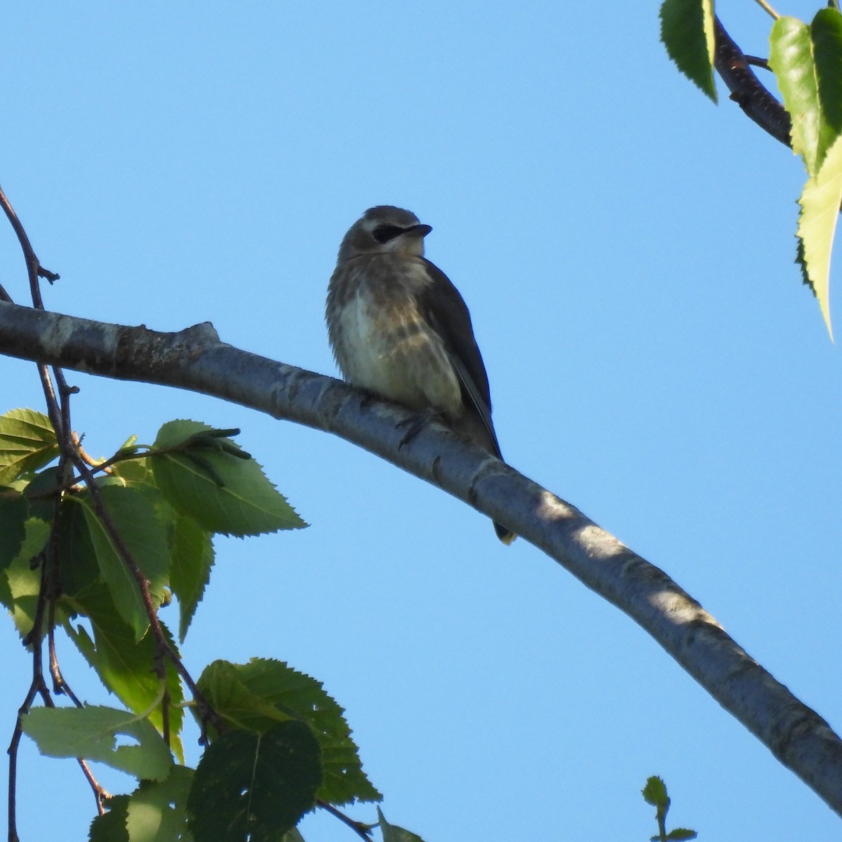 Cedar Waxwing - ML641239880
