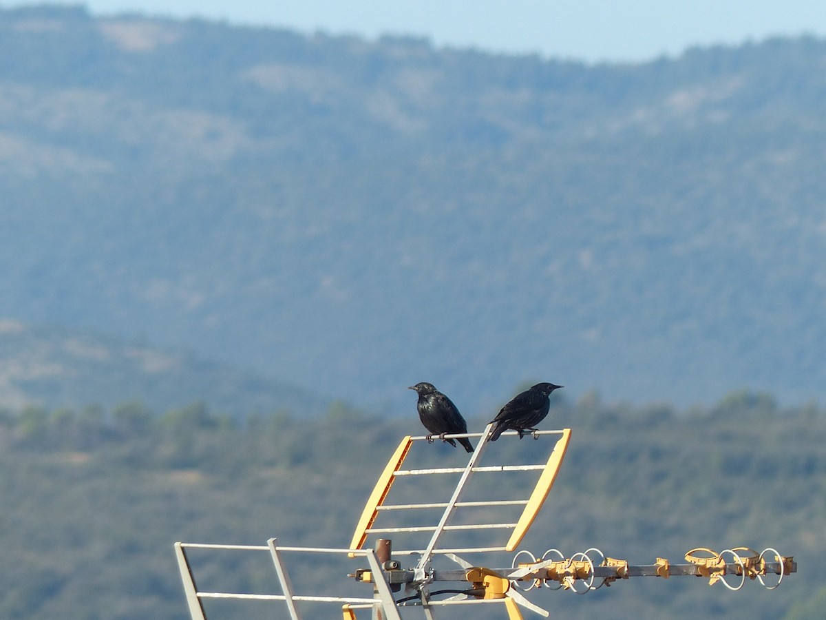 Spotless Starling - ML641239881