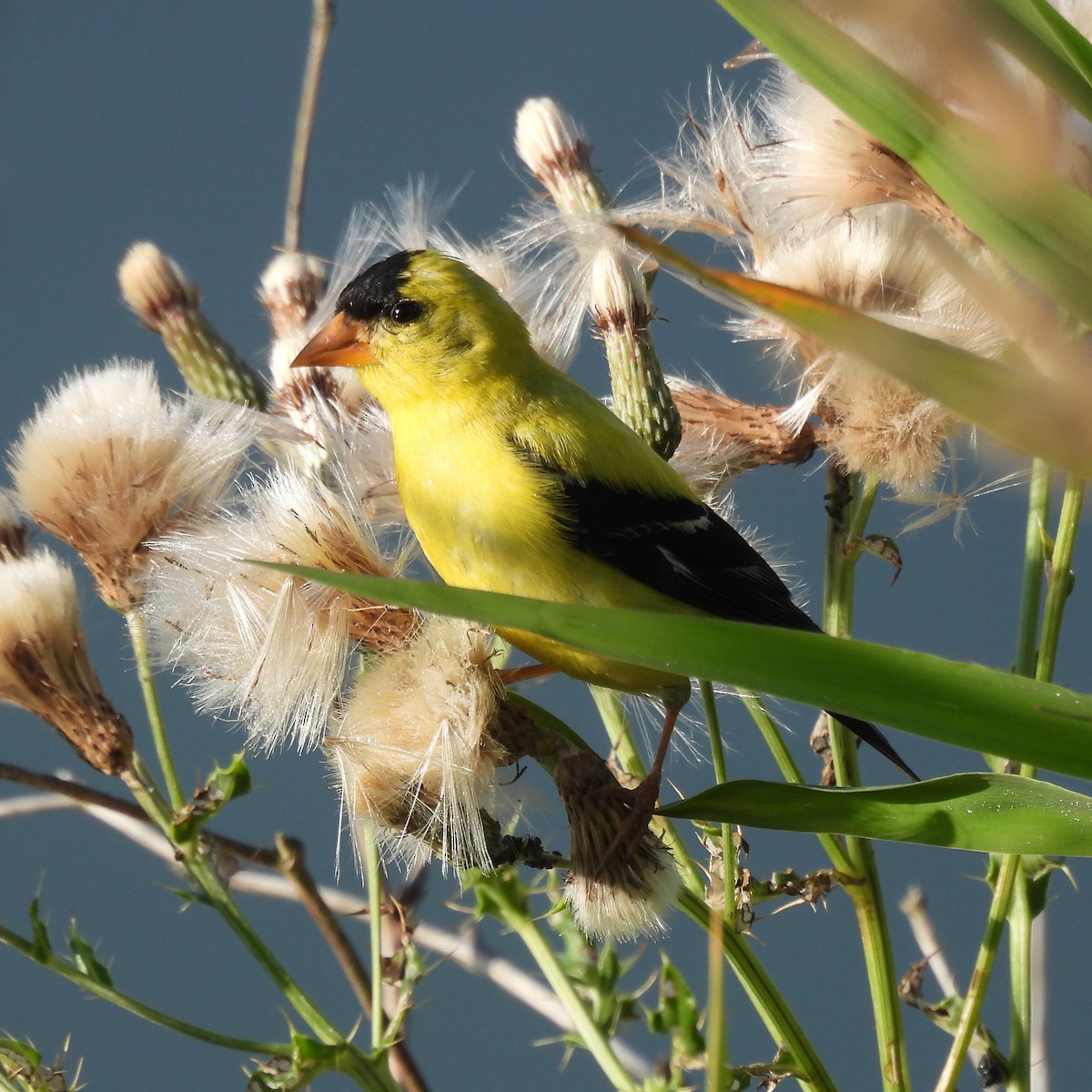 American Goldfinch - ML641239885