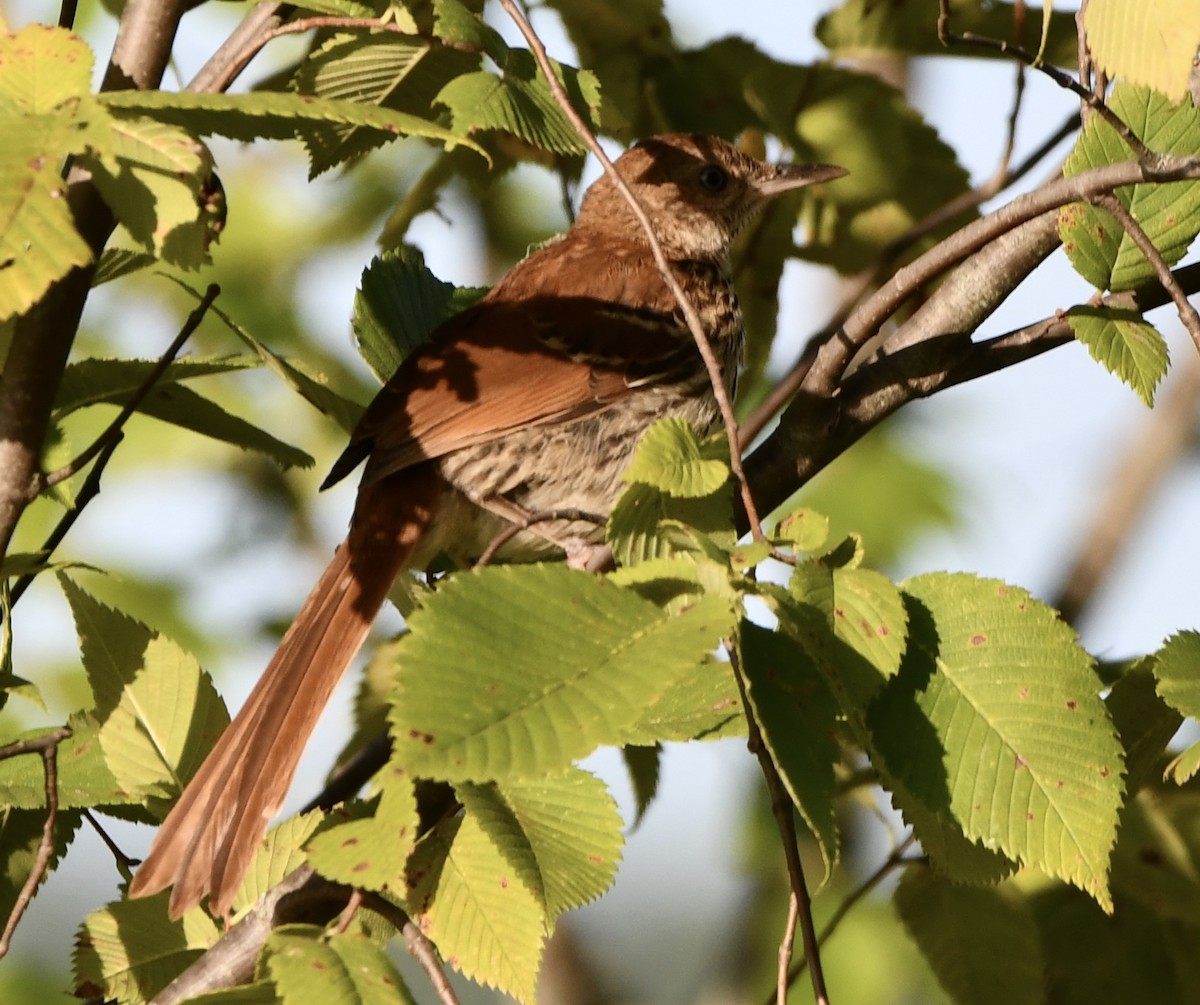 Brown Thrasher - ML641239892