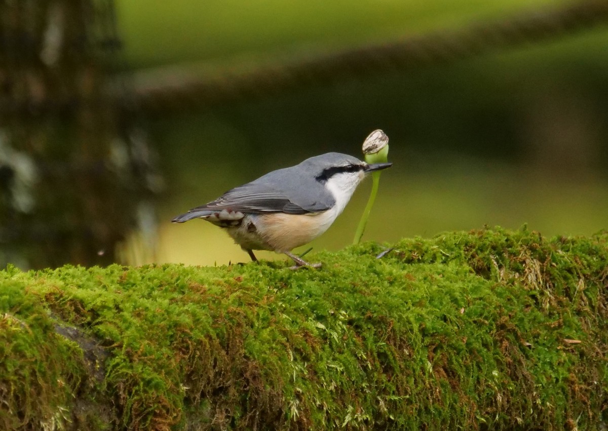 Eurasian Nuthatch - ML641239944