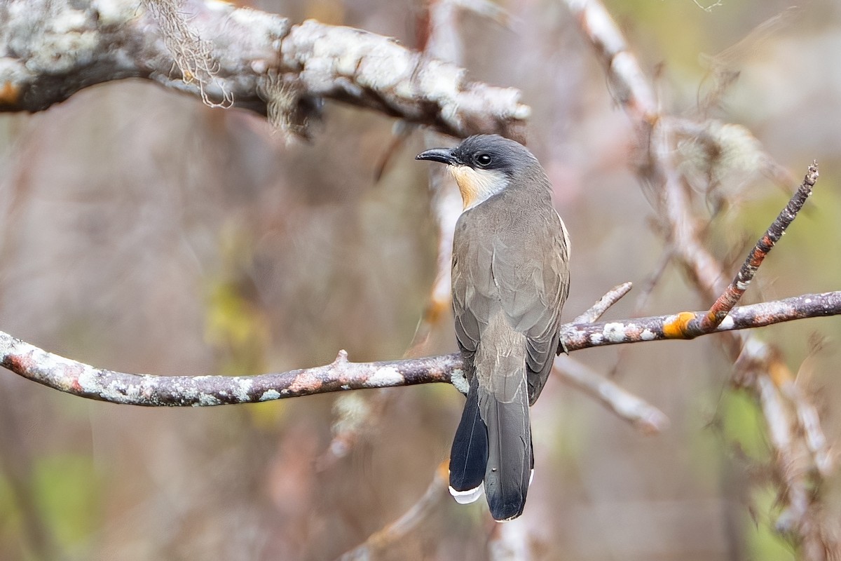 Dark-billed Cuckoo - ML641239962