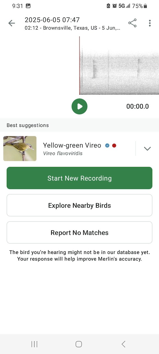 Yellow-green Vireo - ML641239966