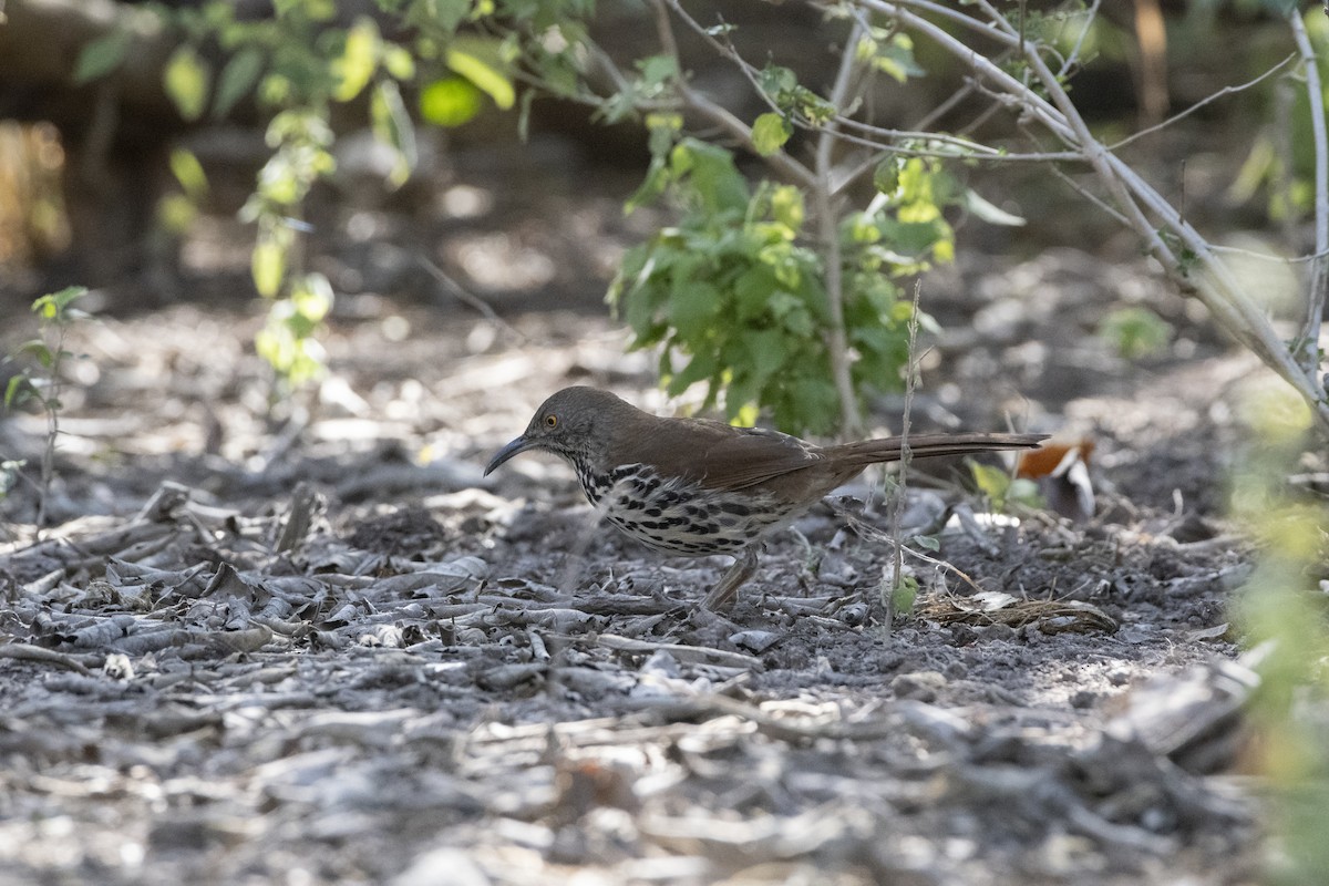 Long-billed Thrasher - ML641239976