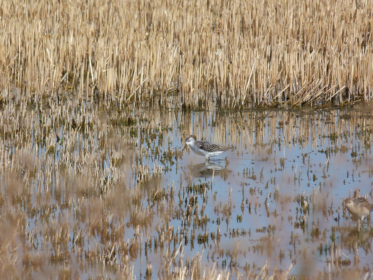 コアオアシシギ - ML641239995