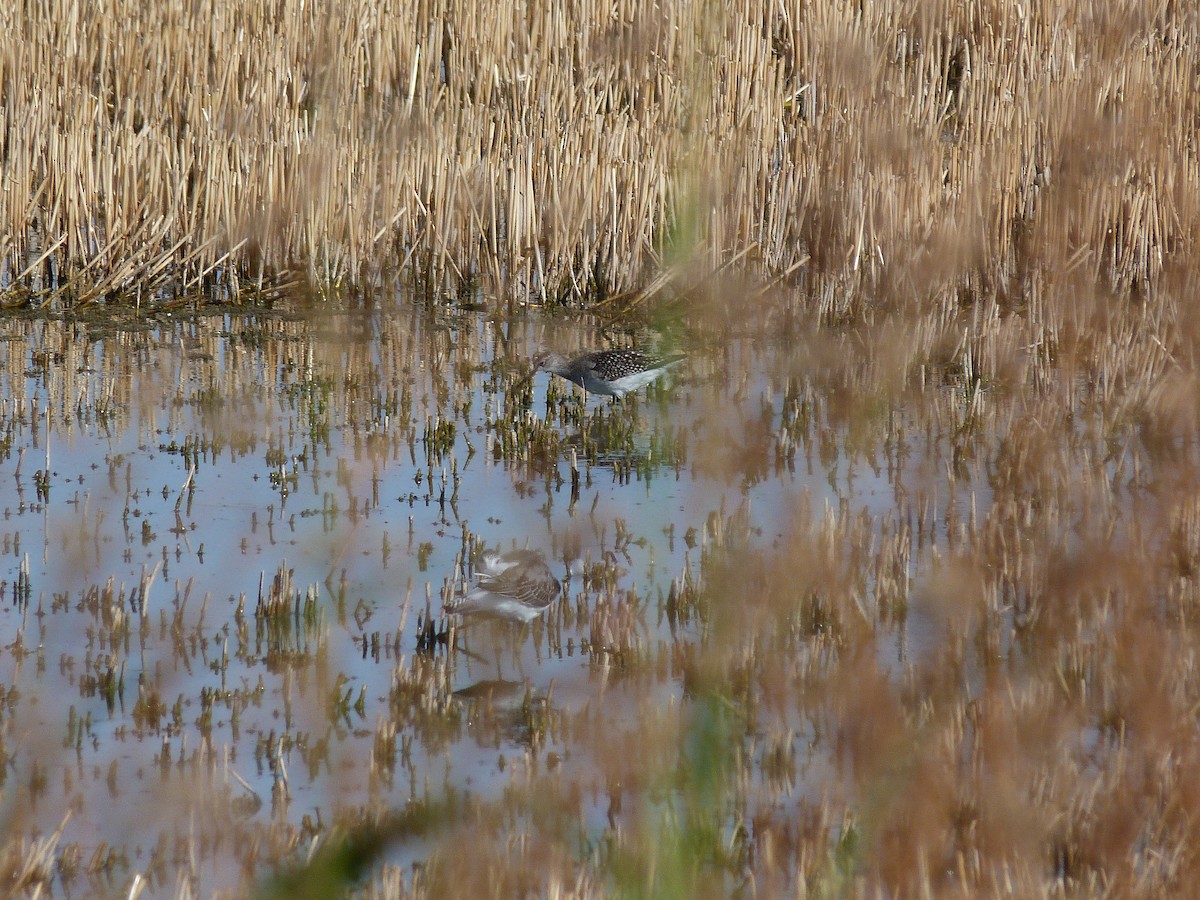 タカブシギ - ML641240007