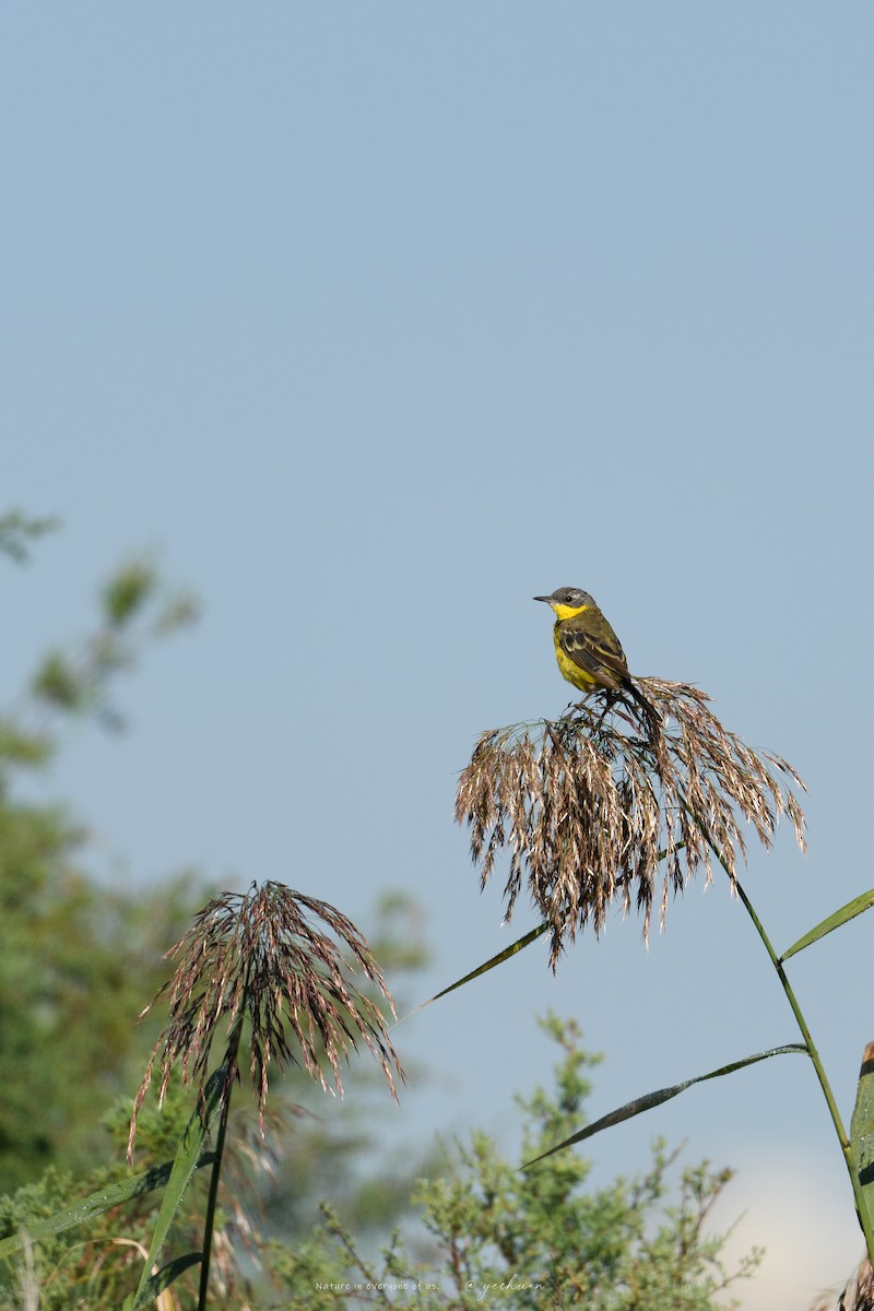 Eastern Yellow Wagtail - ML641240010