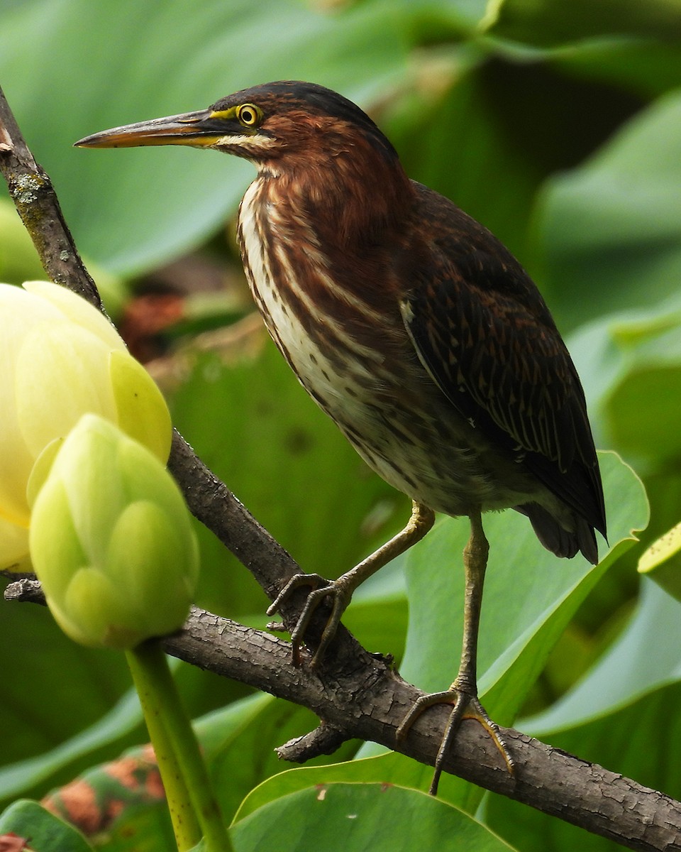 Green Heron - ML641240013