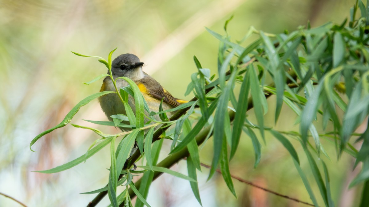 American Redstart - ML641240015