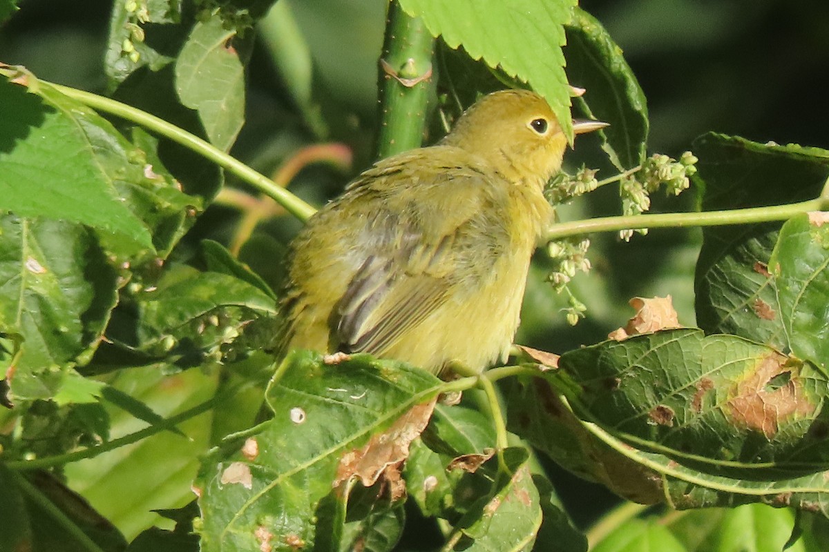 Yellow Warbler - ML641240021