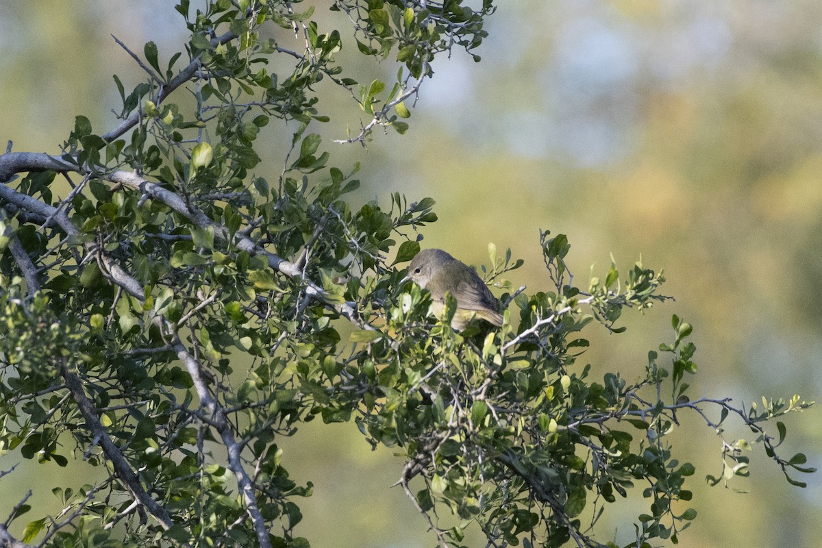 Orange-crowned Warbler - ML641240022