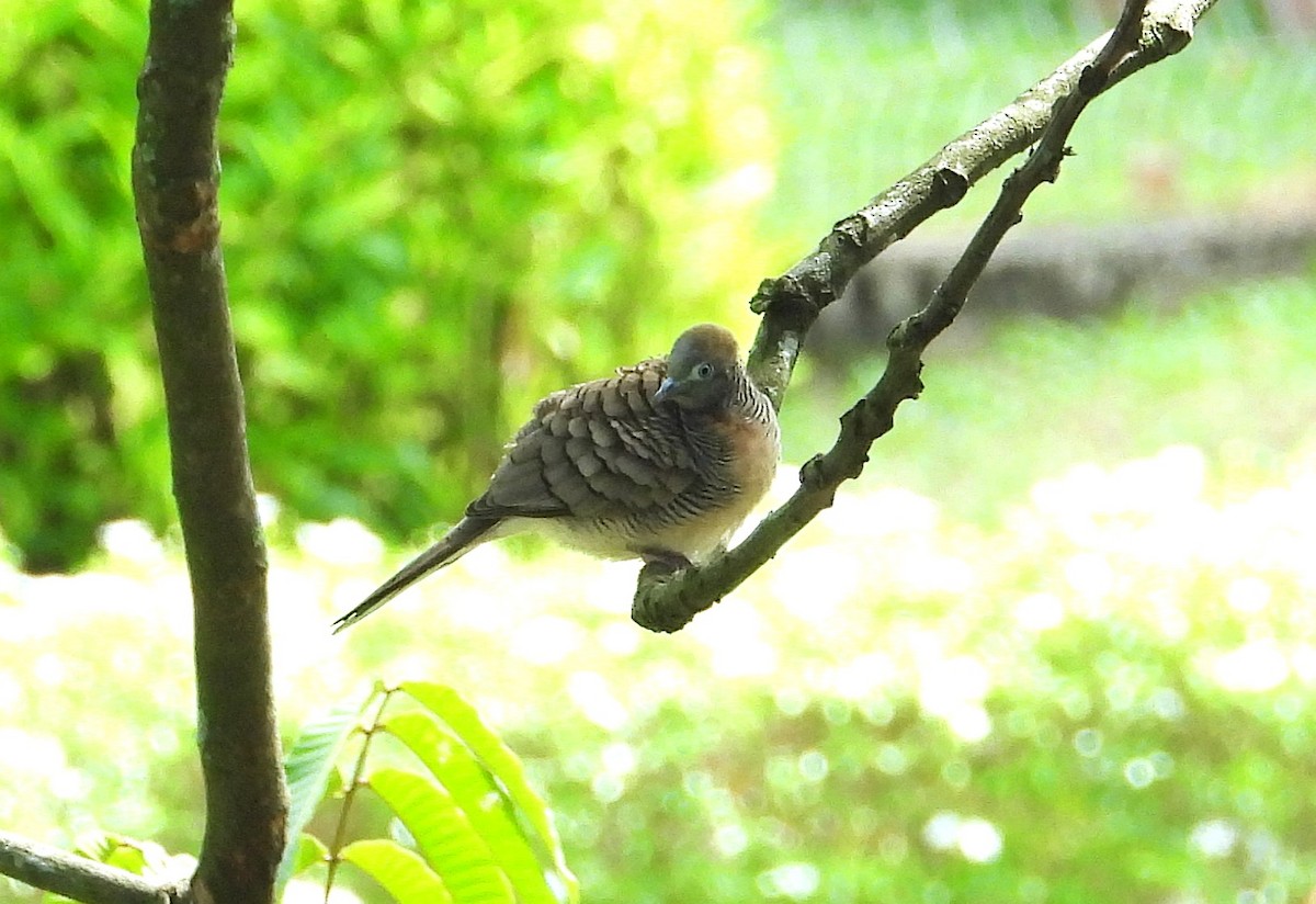 Zebra Dove - ML641240023