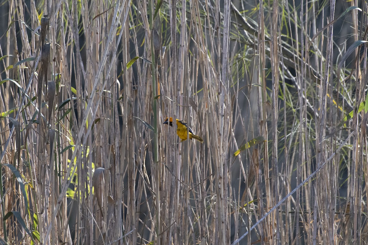 Altamira Oriole - ML641240030