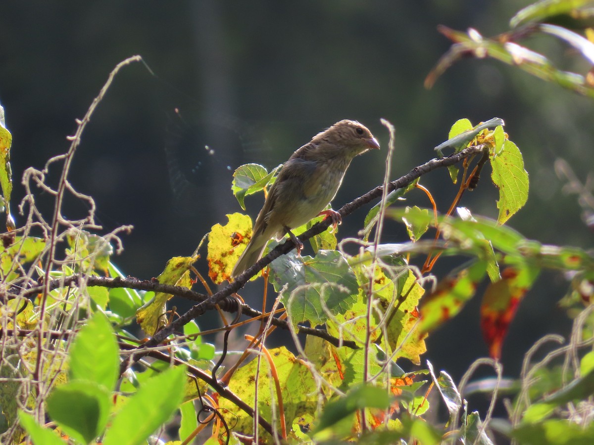 Indigo Bunting - ML641240031