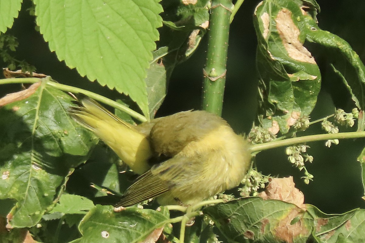 Yellow Warbler - ML641240032