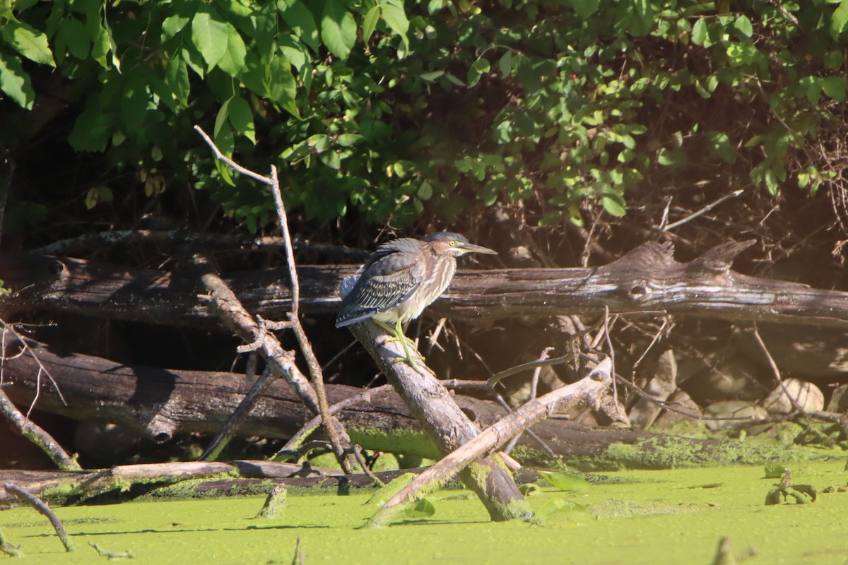 Green Heron - ML641240033