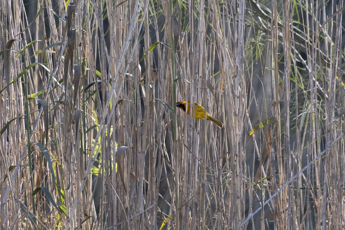 Altamira Oriole - ML641240034