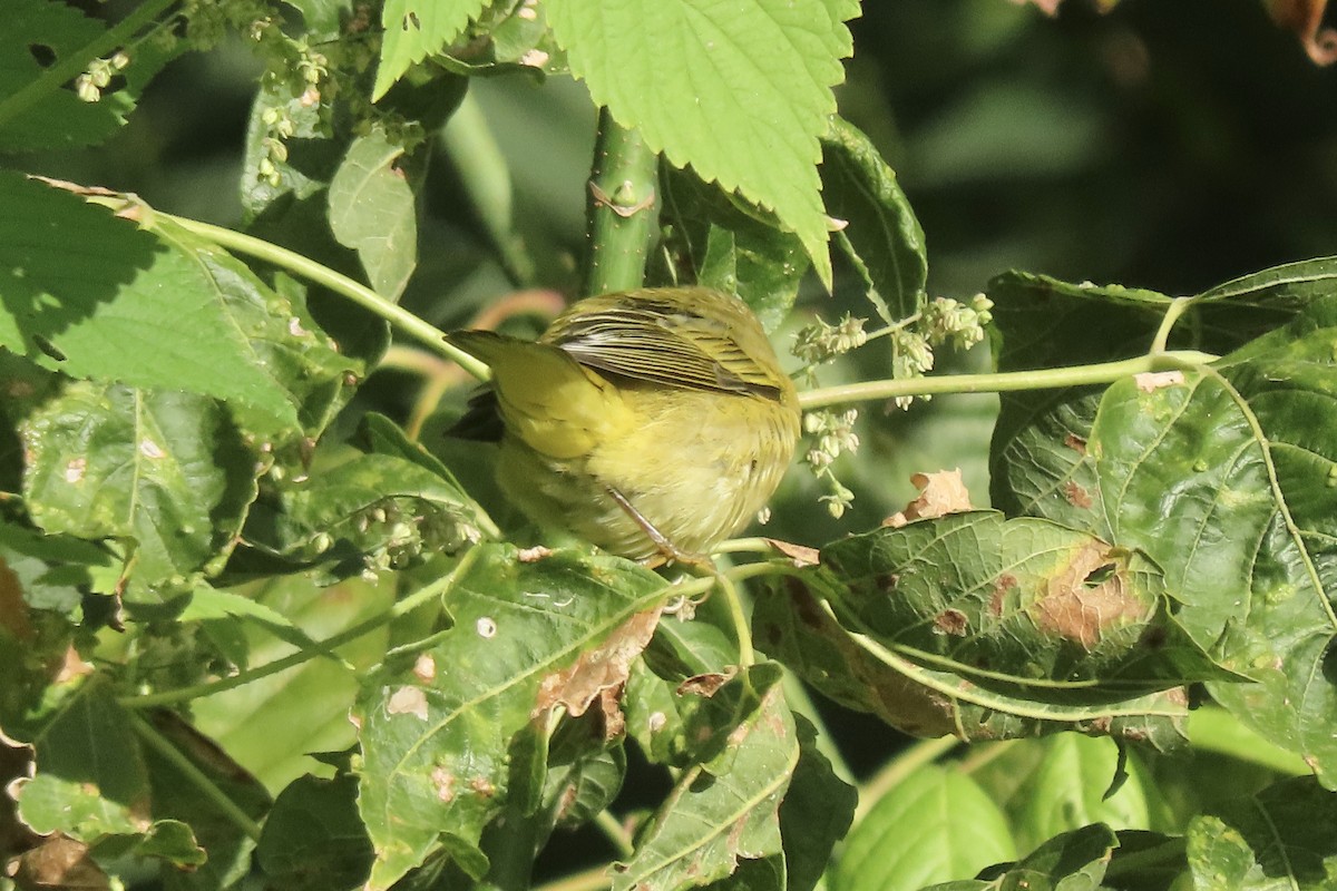 Yellow Warbler - ML641240038