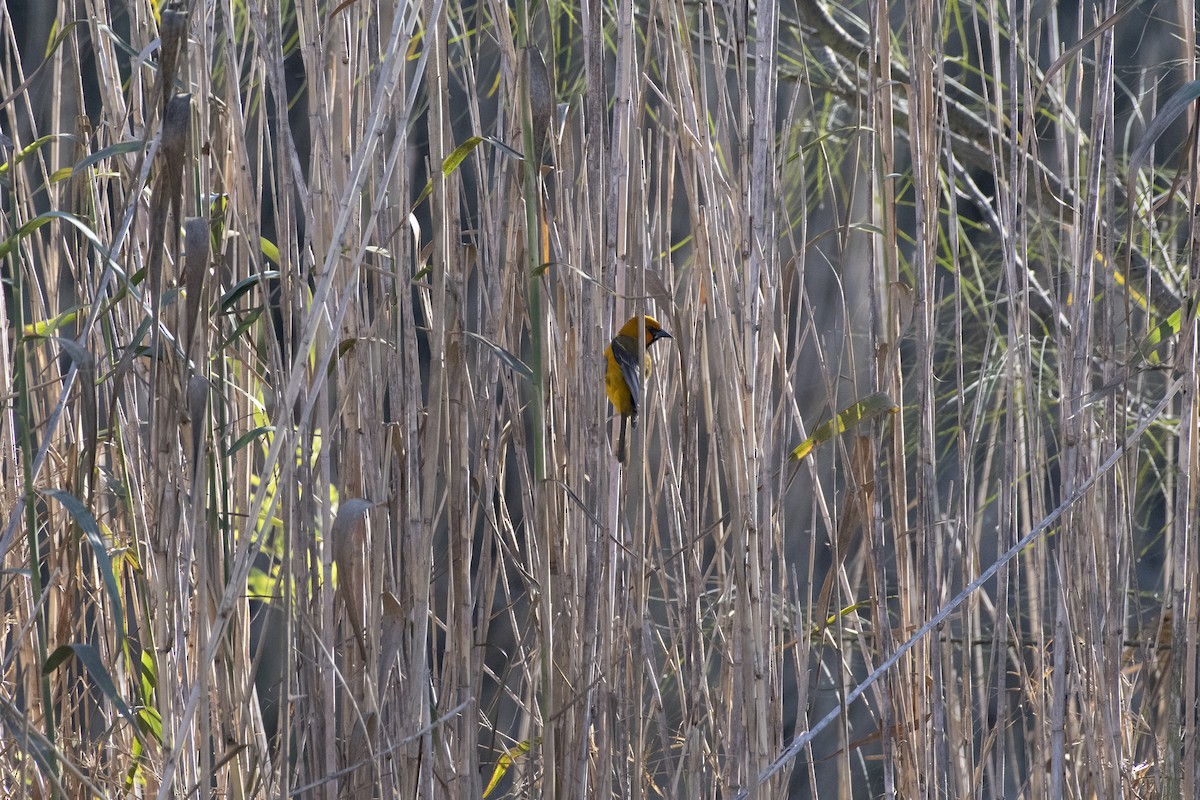 Altamira Oriole - ML641240039