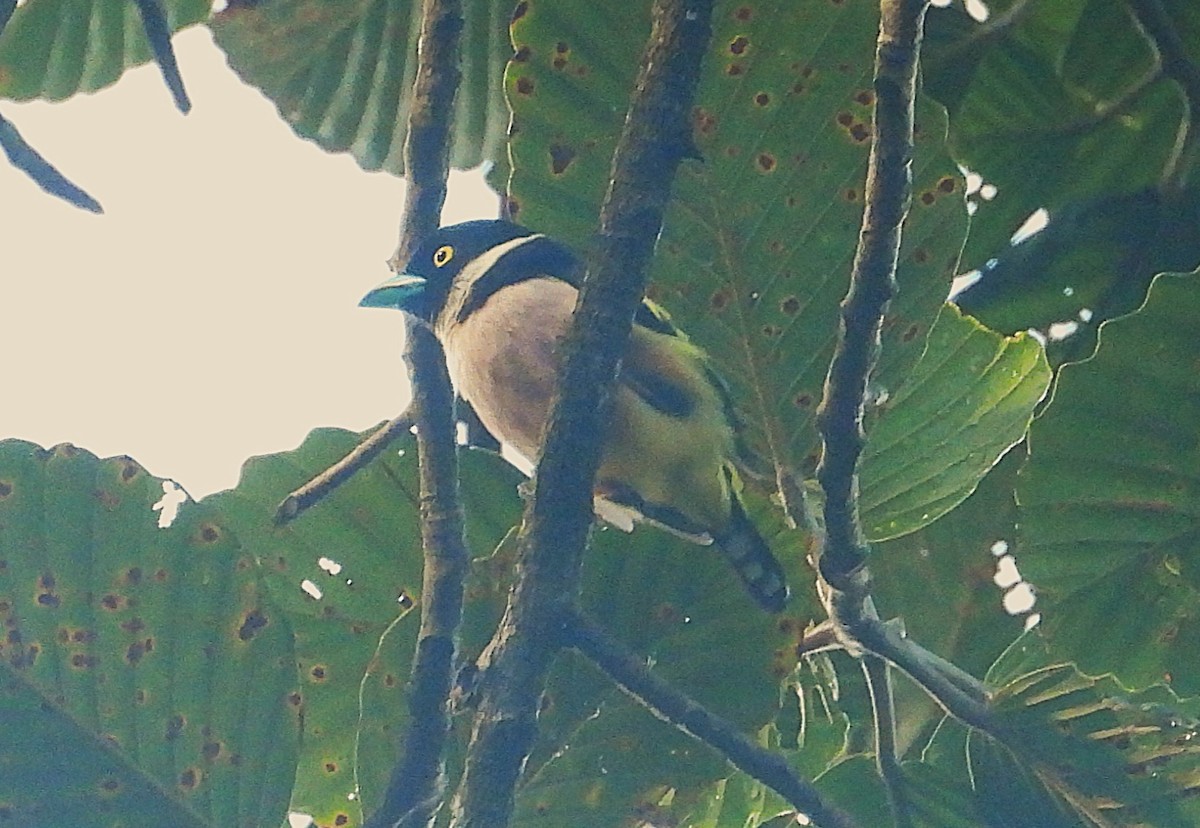 Black-and-yellow Broadbill - ML641240040