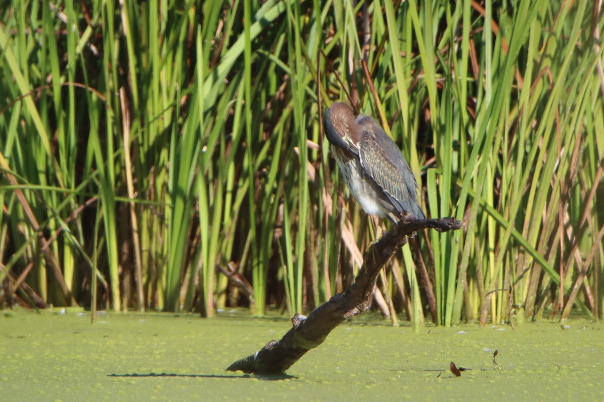 Green Heron - ML641240041