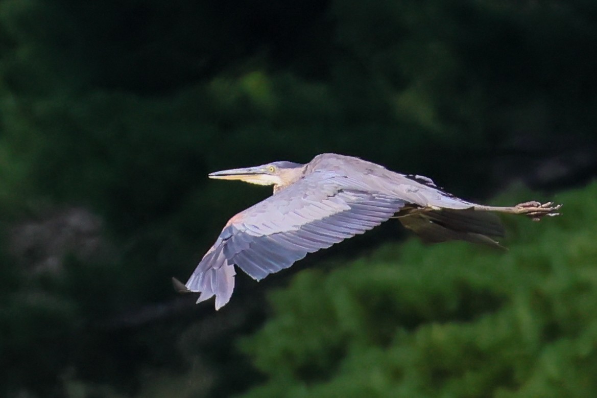 Great Blue Heron - ML641240042