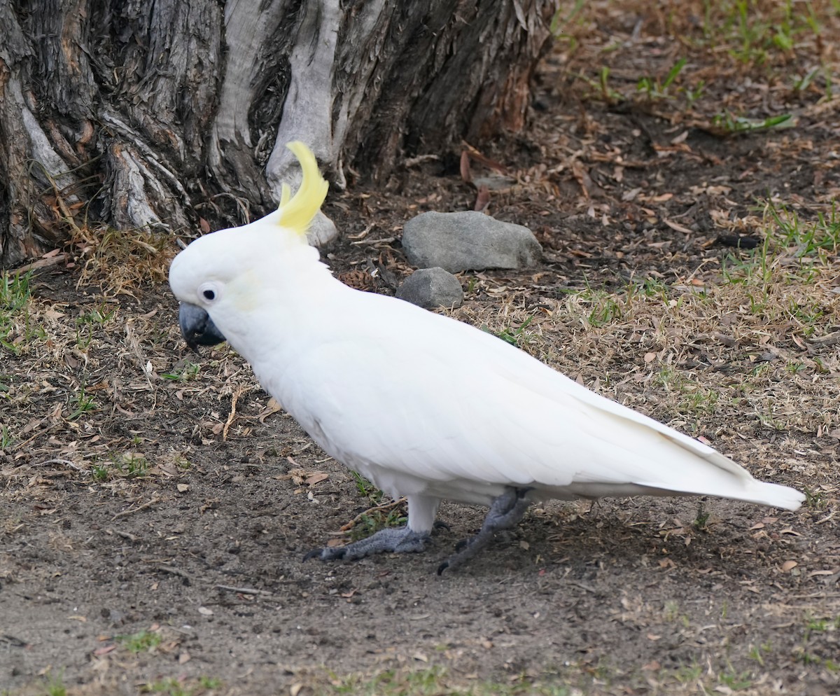 Cacatúa Galerita - ML641240079