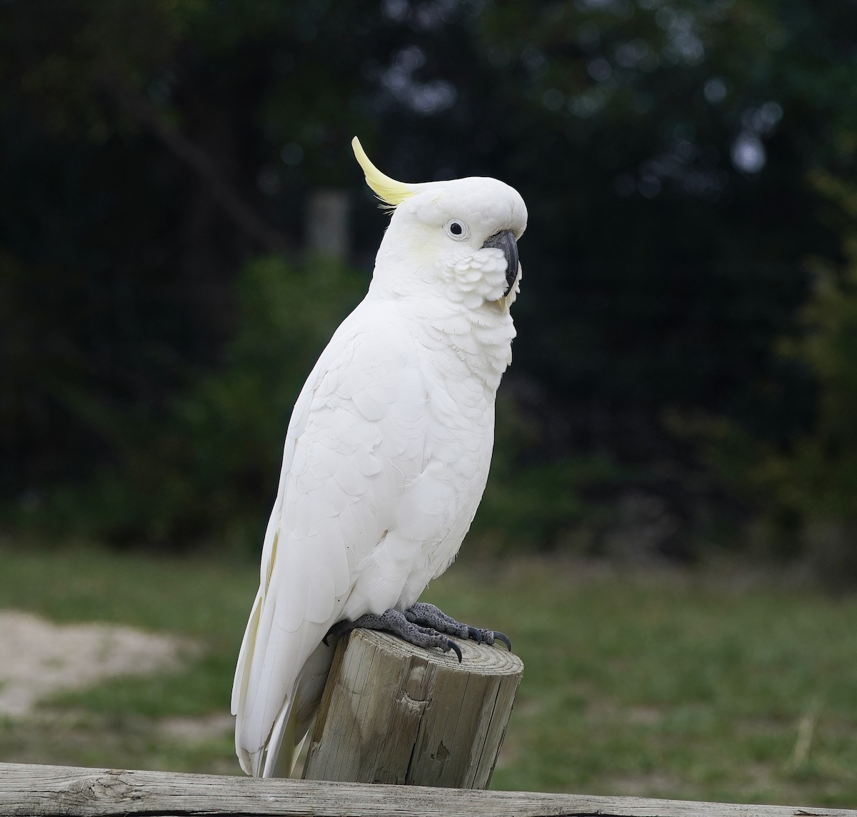 Cacatúa Galerita - ML641240100