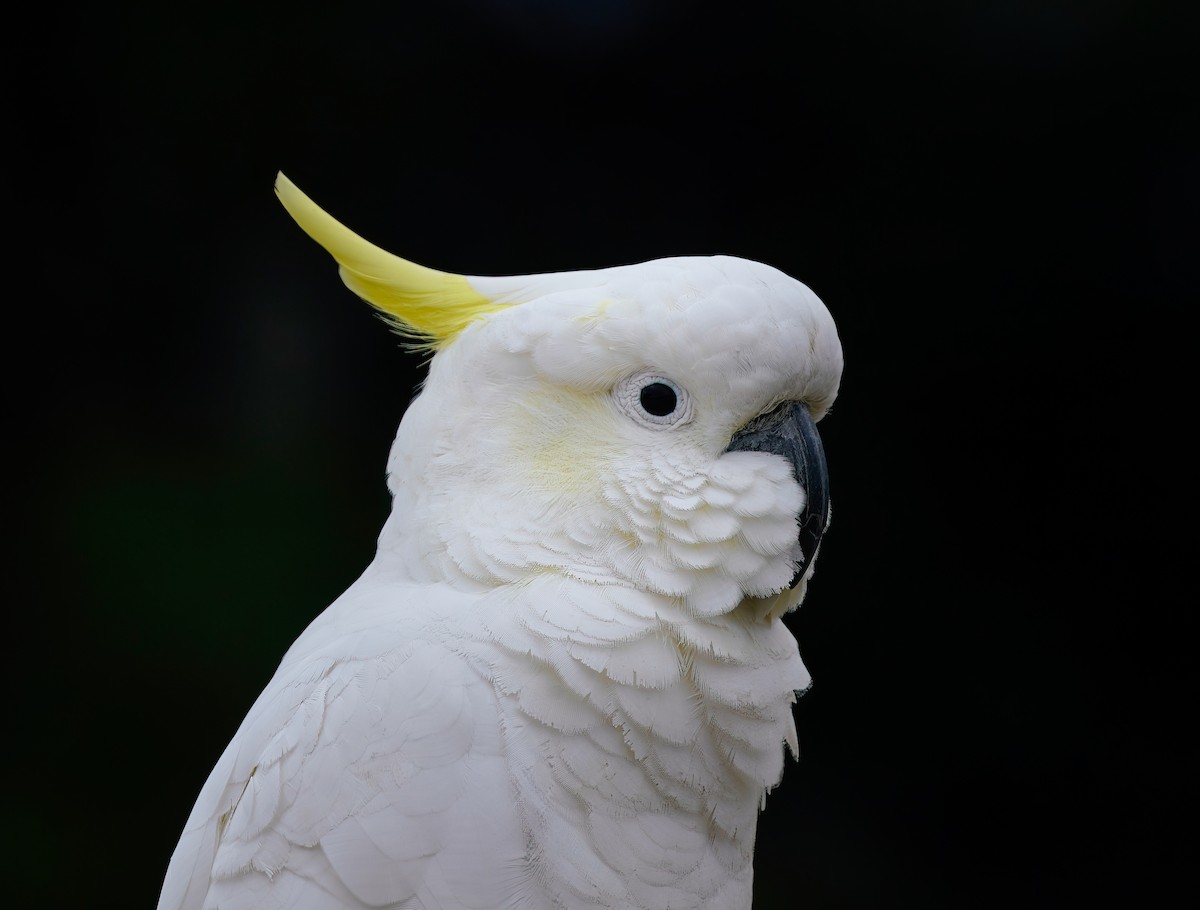 Cacatúa Galerita - ML641240101