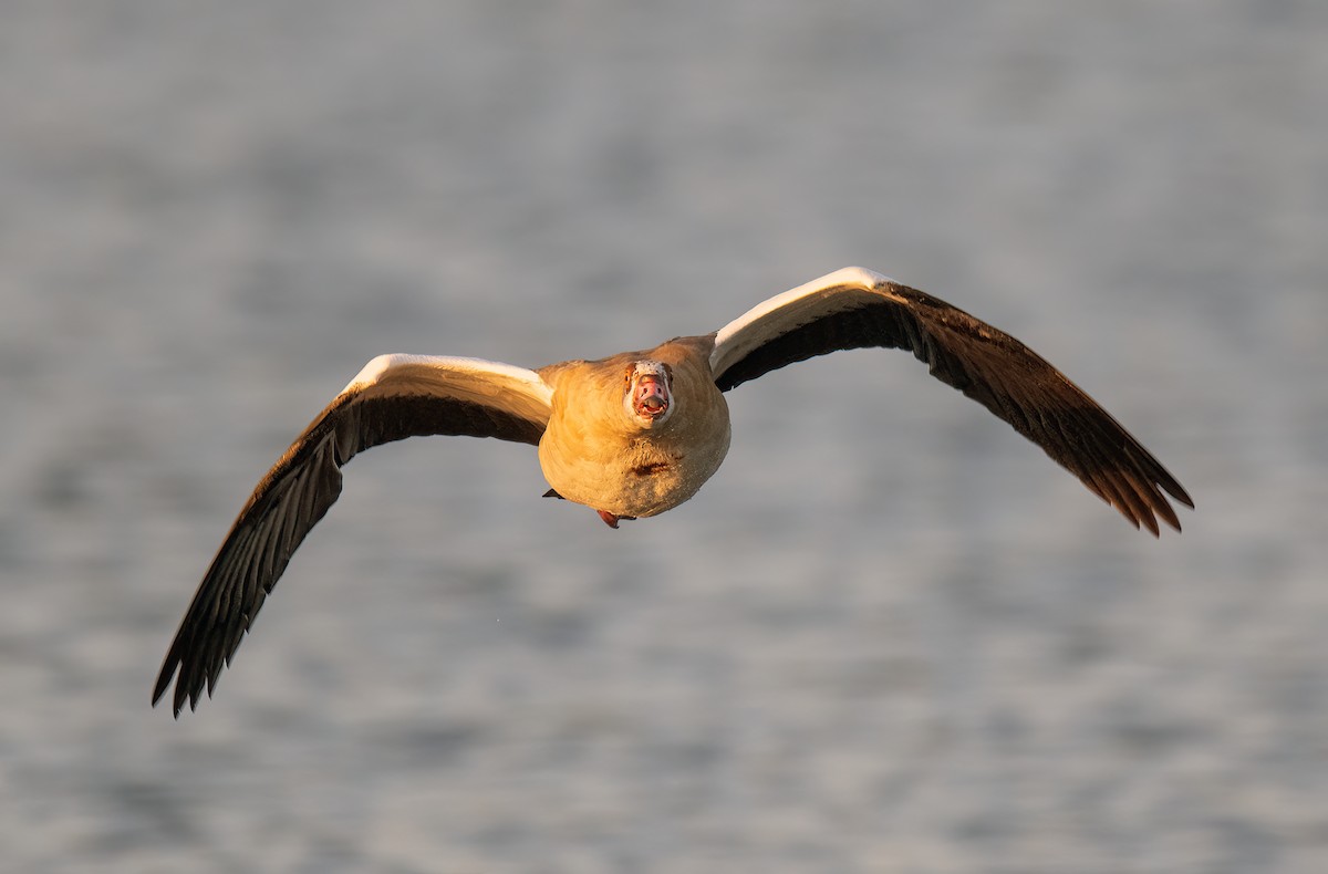 Egyptian Goose - ML641240224