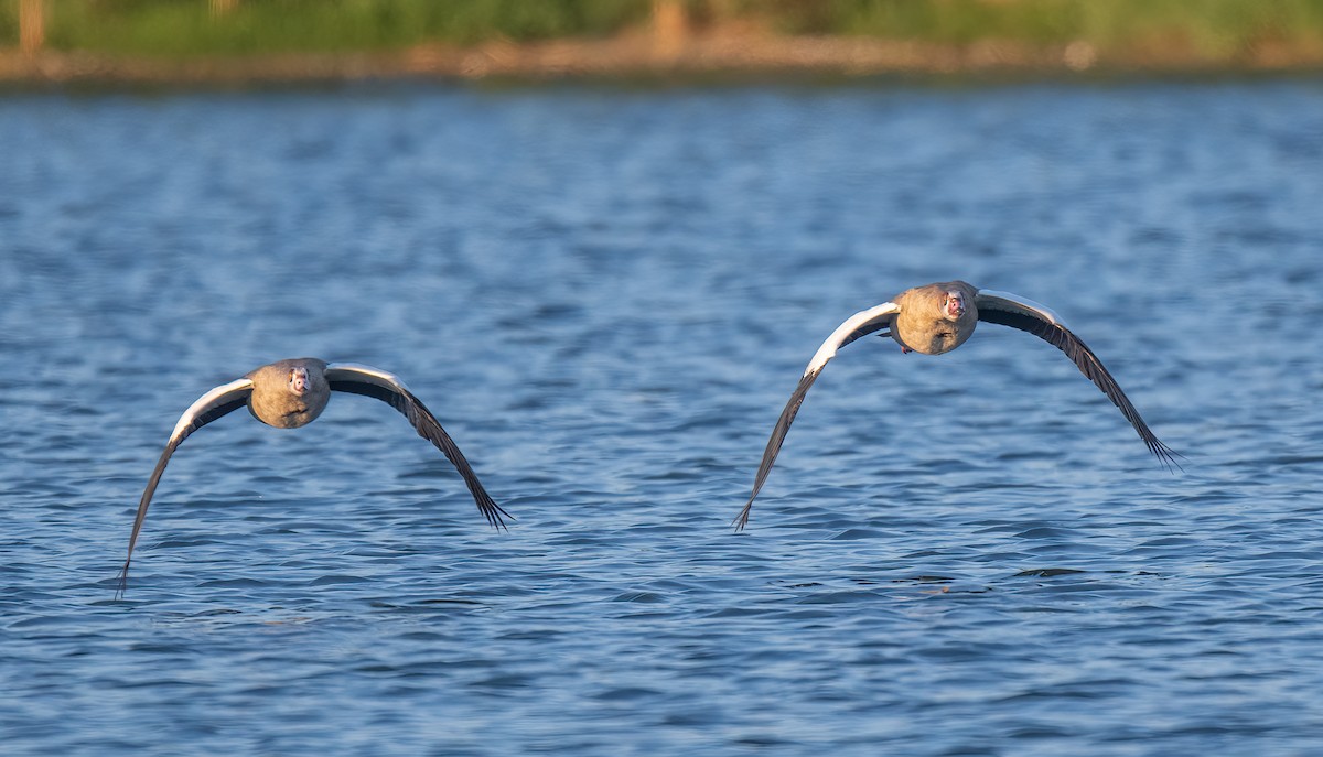 Egyptian Goose - ML641240225