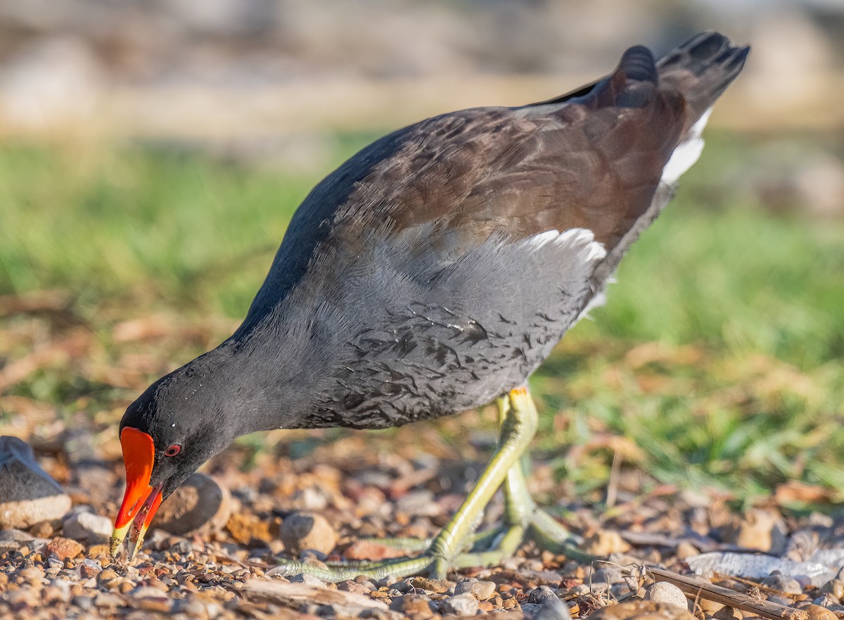 Common Gallinule - ML641240232