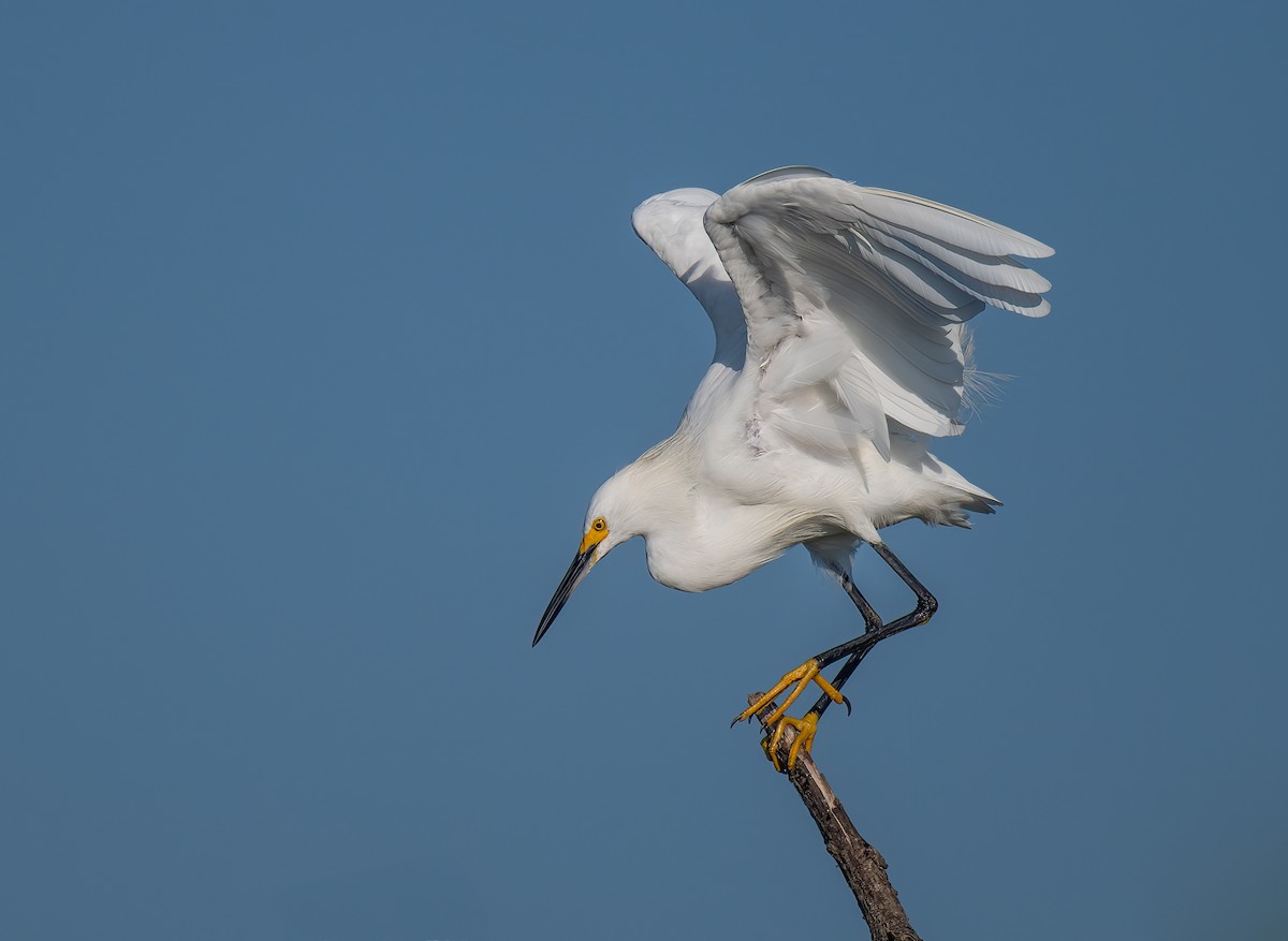 Snowy Egret - ML641240236