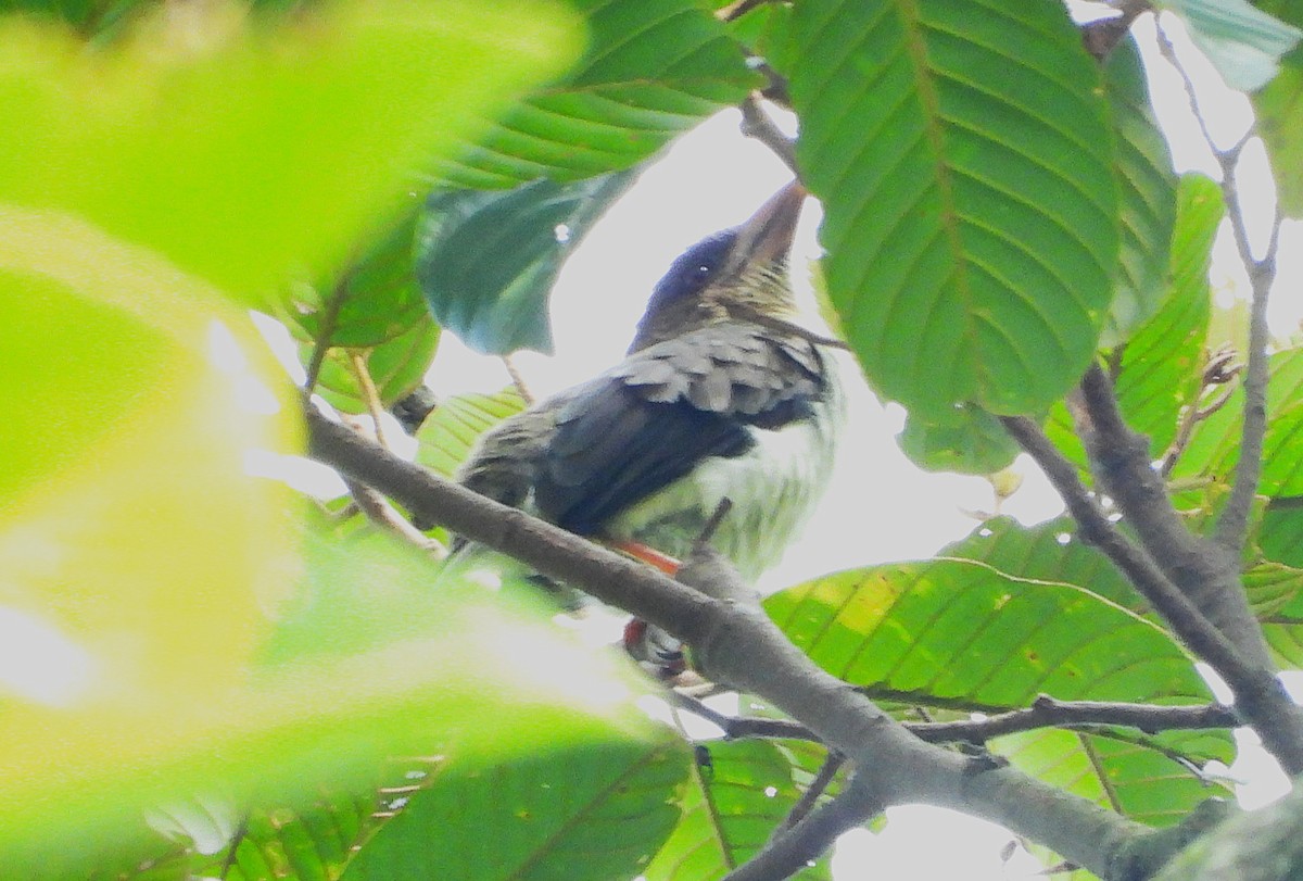 Sooty Barbet - ML641240239
