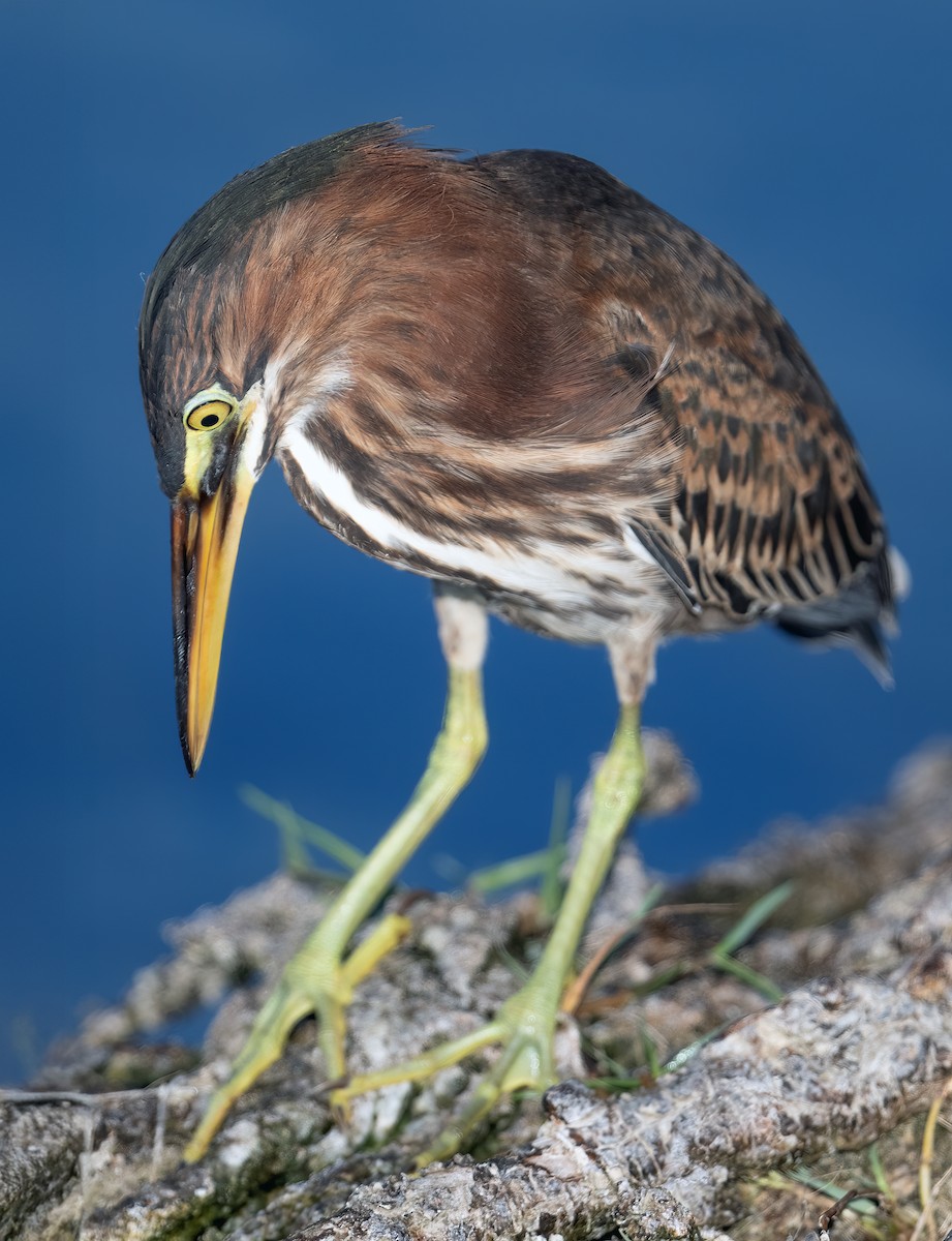 Green Heron - ML641240242