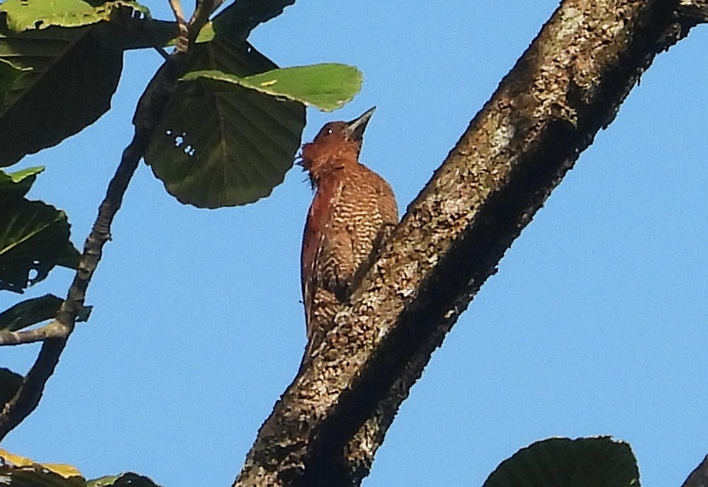 Banded Woodpecker - ML641240248